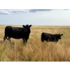 Image 5 : Circus Coulee Cattle (Robert & Jordy Hoff) - 530# November Steer Calves - 95 Head (Dorothy, AB)