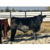 Image 5 : Triple H Land & Cattle - 675# November Delivery Steer Calves - 40 Head (Irricana, AB)