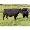 Image 18 : Malarky Farms - 35 Black/Black X Cow/Calf Pairs (Newdale, MB)