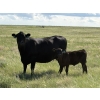 Image 6 : Douglass Bros. Ranching - 580# November Delivery Heifer Calves - 100 Head (Gem, AB)