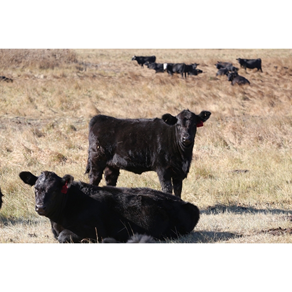 Tica Holdings Ltd. - 450# December Delivery Heifer Calves - 80 Head (Radville, SK)