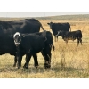 Image 13 : Thurston Newall Farms - 580# Steer Calves - 105 Head (Nightingale, AB)