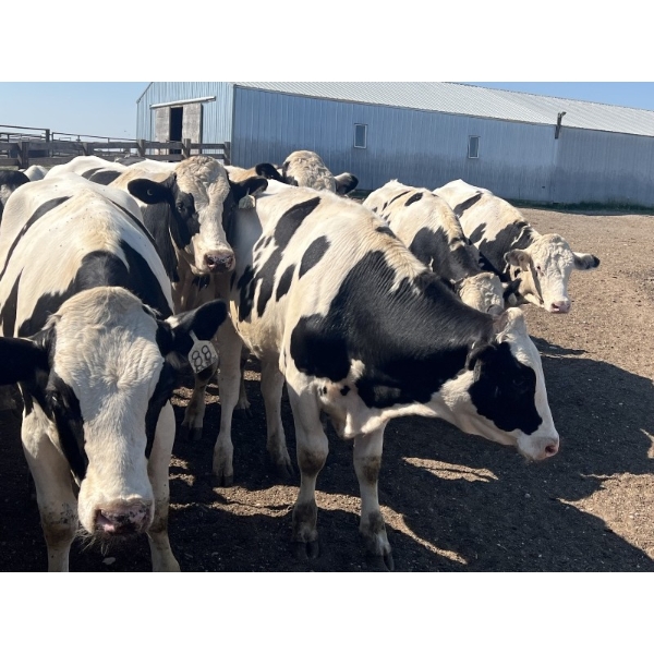 Eagle Creek Colony - 1025# August Delivery Holstein Steers - 19 Head (Asquith, SK)