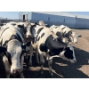Image 1 : Eagle Creek Colony - 1025# August Delivery Holstein Steers - 19 Head (Asquith, SK)