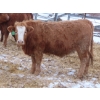 Image 8 : Ranahan Ranch - 975# February Delivery Open Heifers - 38 Head (Wapella, SK)