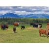 Image 3 : Los Cuatros Ranch - 490# October Delivery Steer Calves - 38 Head (Clinton, BC)