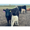 Image 7 : Blue Moon Cattle Co. - 30 1st Calf Black Angus X Pairs (Irricana, AB)