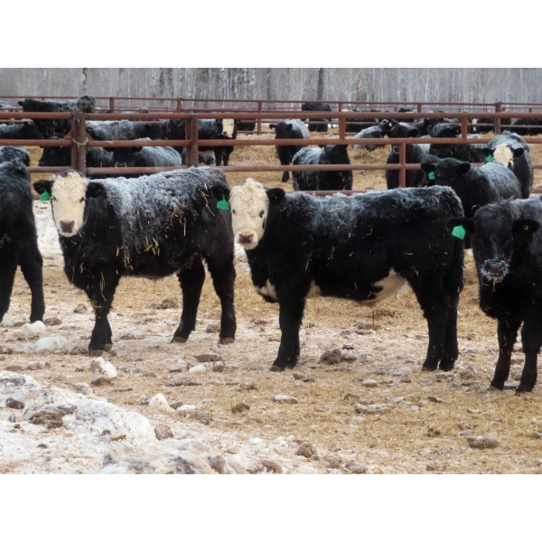 Bill Devos - 680# March Delivery Steers - 80 Head (Fork River, MB)