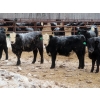 Image 1 : Bill Devos - 680# March Delivery Steers - 80 Head (Fork River, MB)