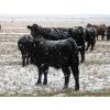 Image 8 : Coal Creek Ranching - 575# December Steer Calves - 85 Head (Brooks, AB)