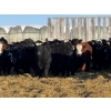 Image 3 : Bar R Ranch - 920# February Weaned Steers - 68 Head (Foam Lake, SK)