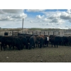Image 13 : Lamb Cattle Company - 475# October Delivery Heifer Calves - 250 Head (Hanley, SK)