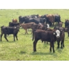 Image 4 : Flaman Land & Cattle - 580# October Delivery Steer Calves - 95 Head (Southey, SK)