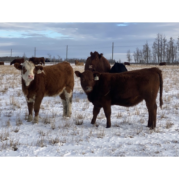 Don & Mike Petersen - 580# November Heifer Calves - 75 Head (Sundre, AB)