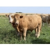 Image 6 : Tristan Jones - 1100# September Delivery Grass Steers - 30 Head (Ponoka, AB)