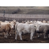 Image 3 : Cluny Colony - 815# October Delivery Weaned Steers - 70 Head (Cluny, AB)