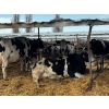 Image 2 : Idaho Dairies/Ranches - 26 Cows (Burley, ID)