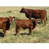 Image 15 : Kokay Farms Ltd. - 685# November Delivery Steer Calves - 120 Head (Rosemary, AB)