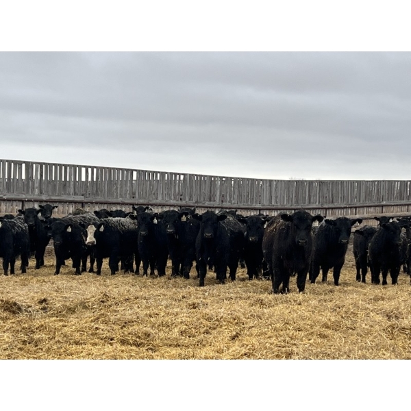 Lost River Farming - 860# April Delivery Steers - 150 Head (Allan, SK) VBP+