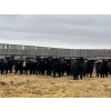 Image 1 : Lost River Farming - 860# April Delivery Steers - 150 Head (Allan, SK) VBP+