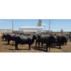 Image 7 : M.S. MacLean Livestock - 1550# Cows - 27 Head (Coaldale, AB)