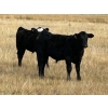 Image 2 : Wayne Rathe - 575# October Delivery Steer Calves - 85 Head (Medicine Hat, AB)