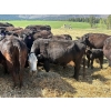 Image 5 : Kingsclere Ranch - 40 Angus X Mature Pairs (Parson, BC)