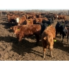 Image 8 : Van Hall Cattle Co. - 930# April/May Delivery Steers - 120 Head (Scandia, AB)