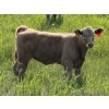 Image 4 : Gerald Lawrence - 670# October Delivery Heifer Calves - 90 Head (Pine Lake, AB)