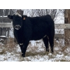 Image 6 : Lemmer Farms - 20 BBF Bred Heifers (Rocky View, AB)