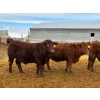 Image 9 : RBD Ranch - 950# January Delivery Steers - 65 Head (Milestone, SK)