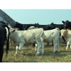 Image 8 : Cluny Colony - 680# October Delivery Steer Calves - 70 Head (Cluny, AB)