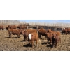 Image 5 : Cattlewood Farms Ltd. - 750# May Delivery Heifers - 100 Head (Swalwell, AB)