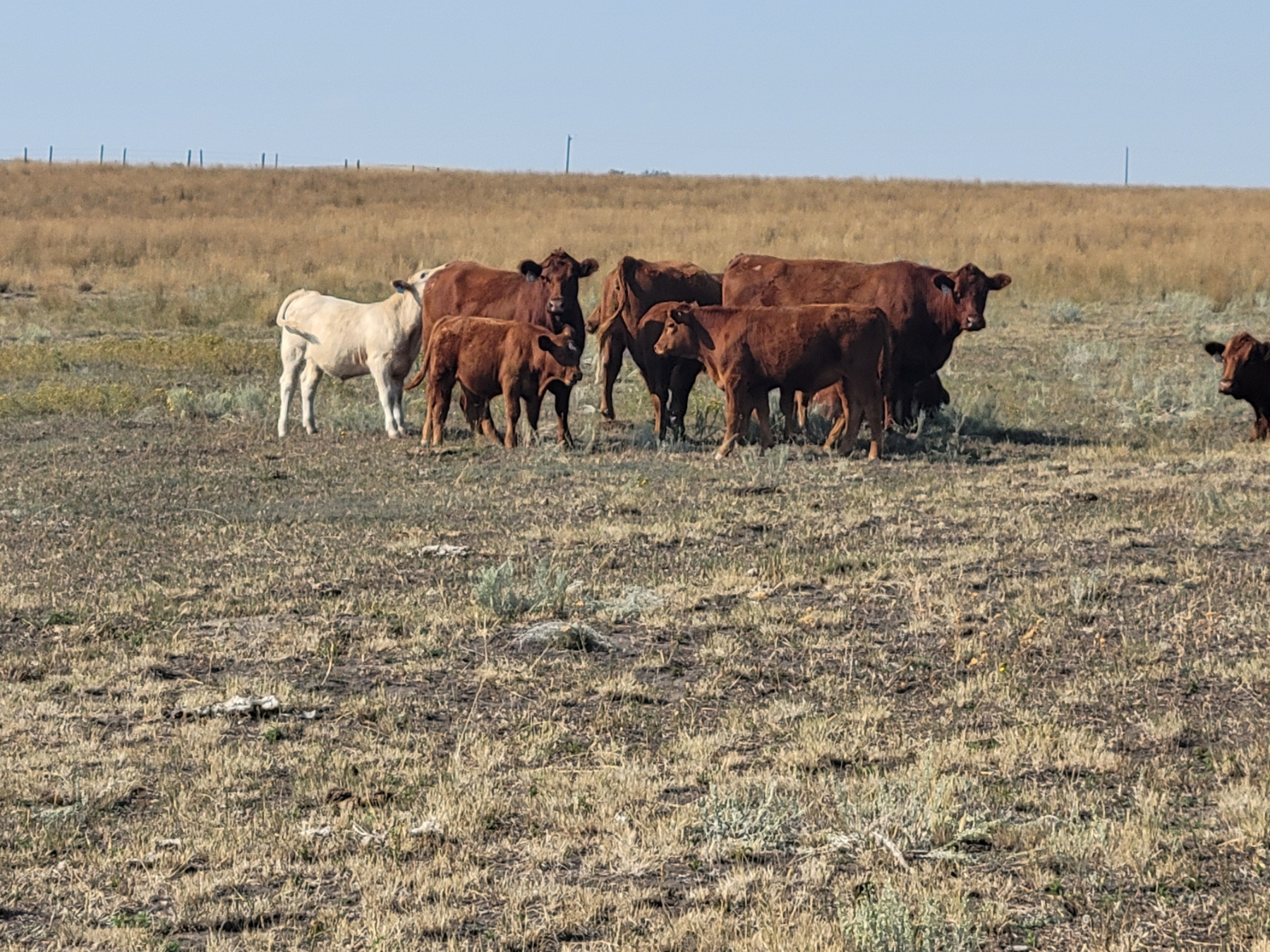 FA7 Ranch 600 Steer Calves 100 Head (Piapot, SK) Team Auction Sales