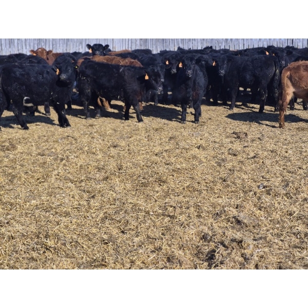 7L Ranch - 845# March Delivery Steers - 72 Head (Lakeland, MB) VBP+