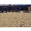Image 1 : 7L Ranch - 845# March Delivery Steers - 72 Head (Lakeland, MB) VBP+
