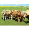 Image 2 : Taylor Enterprises Inc. - 925# September Delivery Grass Heifers - 66 Head (Wawota, SK)