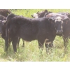 Image 3 : Bar T Livestock - 535# October Delivery Steer Calves - 115 Head (Earl Grey, SK)