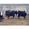 Image 5 : Nelson Creek Ranch - 21 BBF/BWF Replacement Heifers (Claresholm, AB)