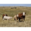 Image 4 : Logan Brothers (Rod, Barry & Bruce) - 615# October Delivery Heifer Calves - 80 Head (Oyen, AB)