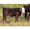 Image 11 : Clay Ridge Stock Farms Inc. - 580# Nov/Dec Steer Calves - 105 Head (Fairlight, SK)