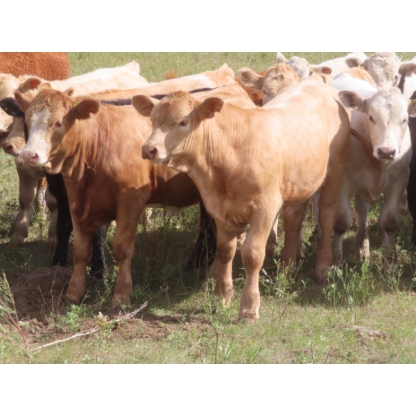 Bar T Livestock - 535# October Delivery Steer Calves - 115 Head (Earl Grey, SK)