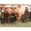 Image 1 : Bar T Livestock - 535# October Delivery Steer Calves - 115 Head (Earl Grey, SK)