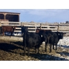 Image 5 : Rock Creek Cattle Co. Ltd. - 610# December Delivery Weaned Heifers - 40 Head (Nanton, AB) VBP+