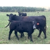 Image 5 : Stellar Farms - 640# October Delivery Steer Calves - 93 Head (Moosehorn, MB) VBP+