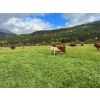Image 14 : Squaw Valley Ranch - 760# October Delivery Steer Calves - 80 Head (Lumby, BC)