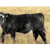 Image 6 : T & P Anthony Farms - 540# Oct/Nov Delivery Heifer Calves - 55 Head (Moose Jaw, SK) VBP+
