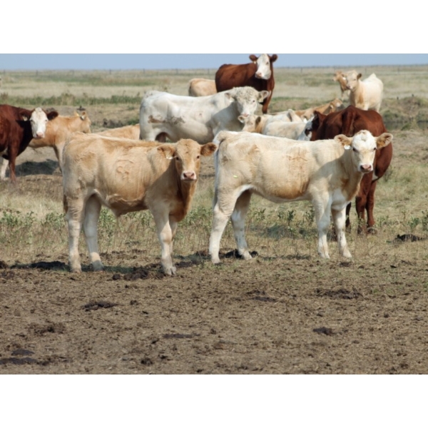 F Nester Ranching - 450# October Delivery Heifer Calves - 60 Head (Picture Butte, AB) VBP+