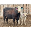 Image 4 : Blue Moon Cattle Co. - 32 Black X Pairs (Irricana, AB)