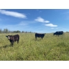 Image 5 : Jake Wedman - 750# October Delivery Steer Calves - 82 Head (Genesee, AB)